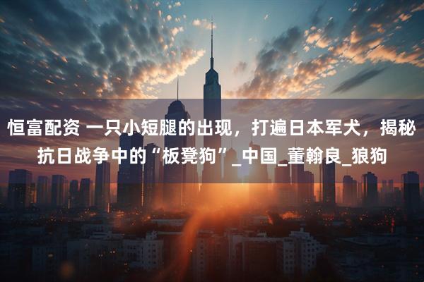 恒富配资 一只小短腿的出现，打遍日本军犬，揭秘抗日战争中的“板凳狗”_中国_董翰良_狼狗